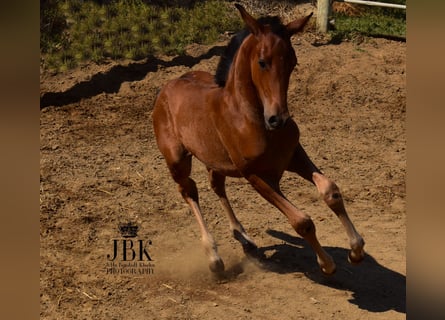 Andalusian Mix, Stallion, 1 year, 16 hh, Brown