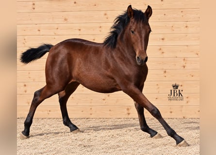 Andalusian, Stallion, 1 year, 16 hh, Brown