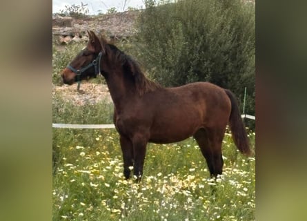 Andalusian, Stallion, 1 year, Brown