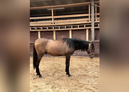 Andalusian, Stallion, 2 years, 15.1 hh, Brown Falb mold