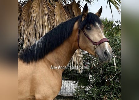 Andalusian, Stallion, 2 years, 15.1 hh, Buckskin