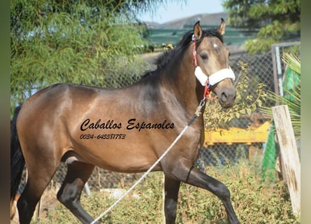 Andalusian, Stallion, 2 years, 15.1 hh, Buckskin