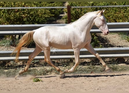 Andalusier, Hengst, 2 Jahre, 15,1 hh, Perlino