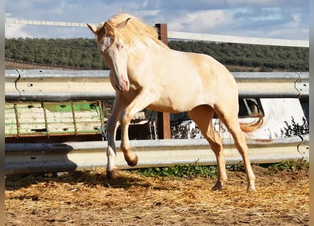 Andalusian, Stallion, 2 years, 15,1 hh, Perlino