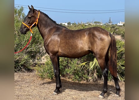 Andalusian, Stallion, 2 years, 15.2 hh, Brown