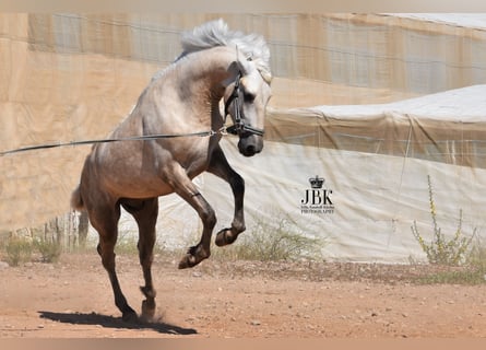 Andalusian, Stallion, 2 years, 15.2 hh, Can be white