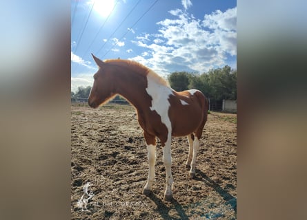 Andalusian, Stallion, 2 years, 15.2 hh, Pinto