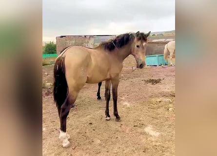 Andalusian, Stallion, 2 years, 15 hh, Dun