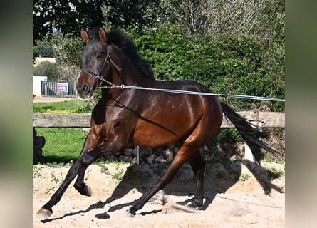 Andalusian, Stallion, 2 years, 15,3 hh, Brown