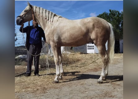 Andalusian, Stallion, 2 years, 16 hh, Palomino
