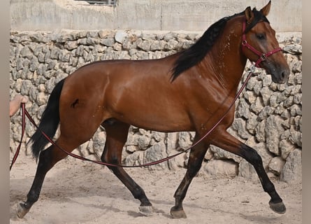 Andalusian, Stallion, 2 years, 17 hh, Brown
