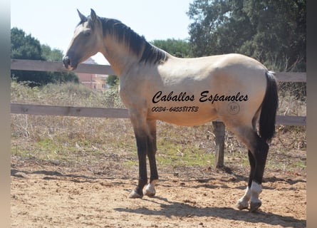 Andalusian, Stallion, 3 years, 15,1 hh, Dun