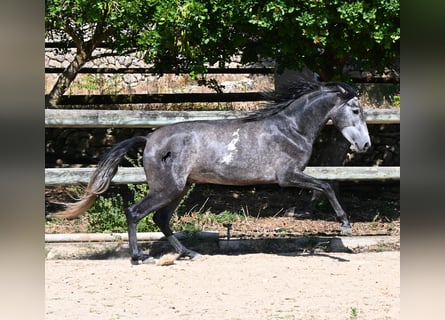Andalusian, Stallion, 3 years, 15.1 hh, Grey