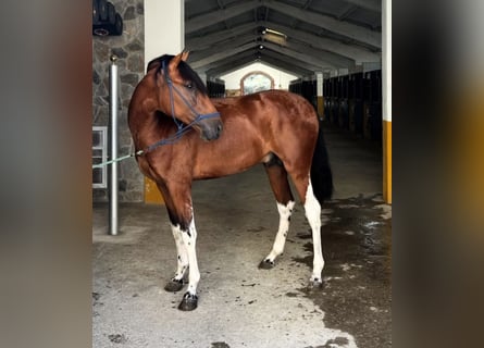 Andalusian, Stallion, 3 years, 15,2 hh, Bay