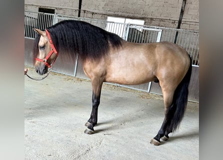 Andalusian, Stallion, 3 years, 15,2 hh, Buckskin