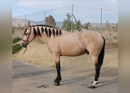 Andalusier, Hengst, 3 Jahre, 15,2 hh, Buckskin