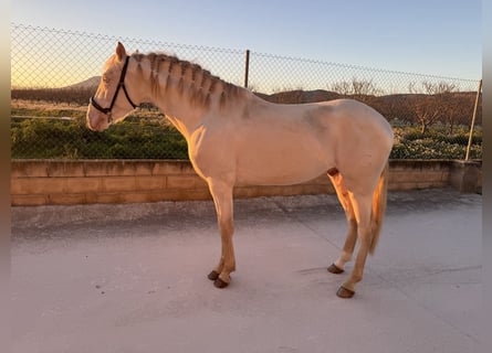 Andalusian, Stallion, 3 years, 15.2 hh, Cremello