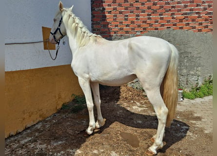 Andalusian, Stallion, 3 years, 15.2 hh, Cremello