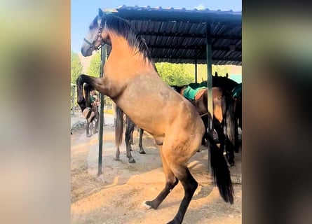 Andalusian, Stallion, 3 years, 15.2 hh, Dun Andalusian, Stallion, 3 years, 15.2 hh, Dun