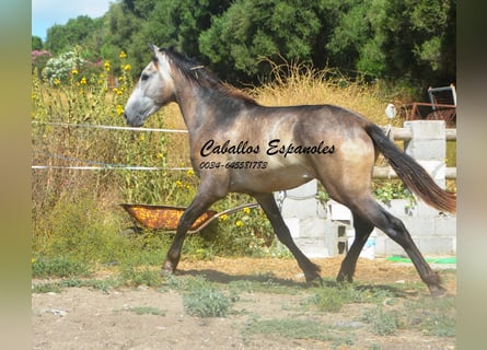 Andalusian, Stallion, 3 years, 15 hh, Brown Falb mold