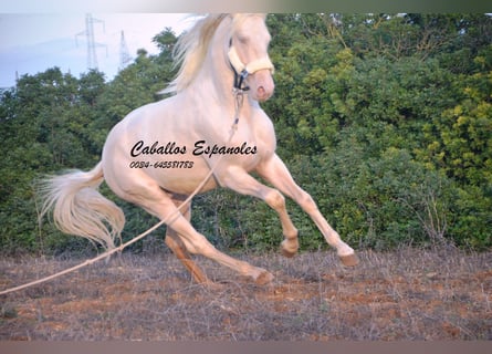 Andalusian, Stallion, 3 years, 15 hh, Cremello