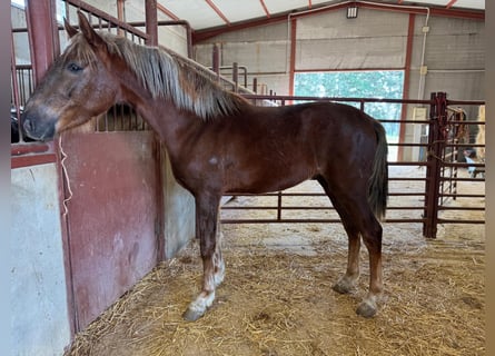 Andalusian, Stallion, 3 years, 15,1 hh, Chestnut-Red
