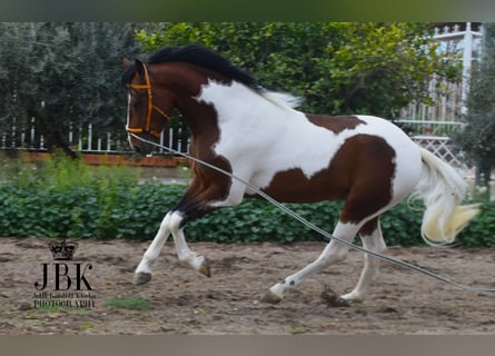 Andalusian, Stallion, 3 years, 15,1 hh, Pinto