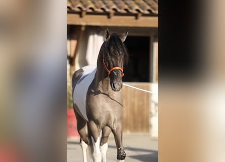 Andalusian, Stallion, 3 years, 15,2 hh, Tobiano-all-colors