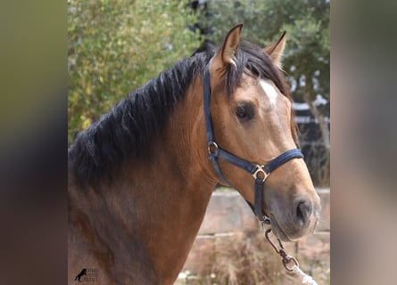 Andalusian, Stallion, 3 years, 16.1 hh, Dun