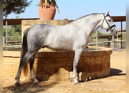 Andalusier, Hengst, 3 Jahre, 16,1 hh, Schimmel