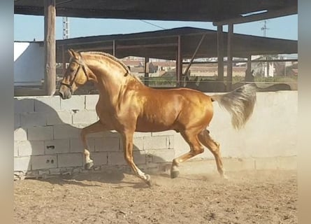 Andalusian, Stallion, 3 years, 16.1 hh, Palomino