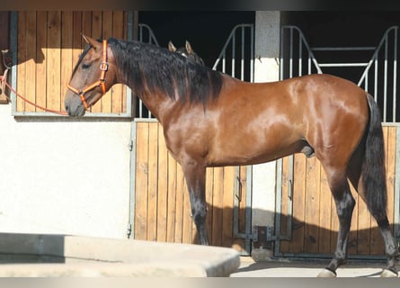 Andalusian, Stallion, 3 years, 16 hh, Brown