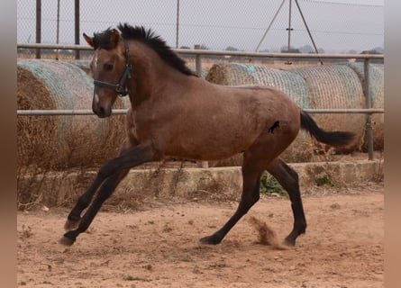 Andalusian, Stallion, 3 years, 16 hh, Gray