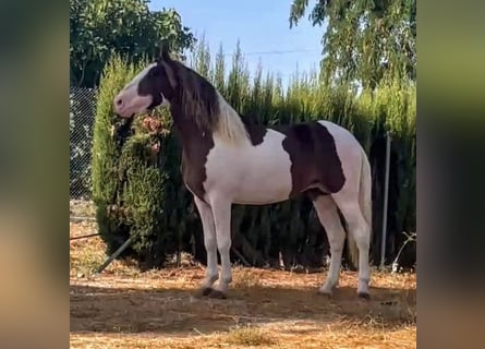 Andalusian Mix, Stallion, 3 years, 16 hh, Pinto