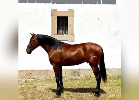 Andalusier, Hengst, 3 Jahre, 17,2 hh, Rotbrauner