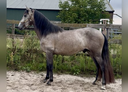 Andalusian, Stallion, 4 years, 14.2 hh, Grey