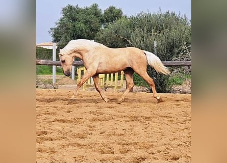 Andalusian, Stallion, 4 years, 15,2 hh, Palomino