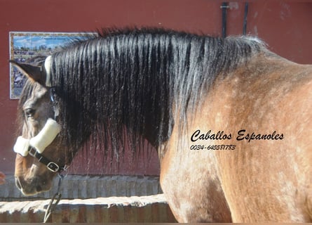 Andalusian, Stallion, 4 years, 15,3 hh, Brown Falb mold