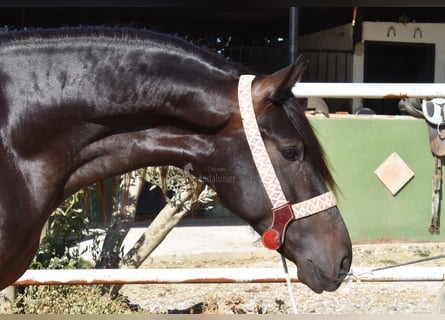 Andalusian, Stallion, 4 years, 15 hh, Bay-Dark