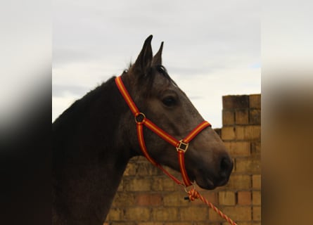 Andalusian, Stallion, 4 years, 15,1 hh, Buckskin