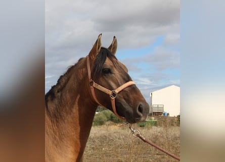 Andalusian, Stallion, 4 years, 15,1 hh, Buckskin
