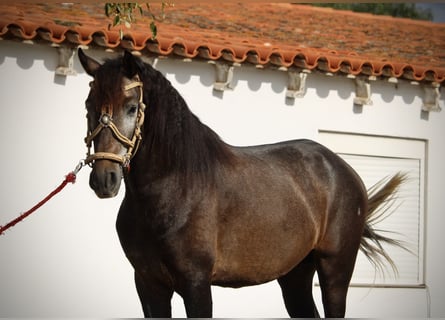 Andalusian, Stallion, 4 years, 15,1 hh, Grey-Blue-Tan
