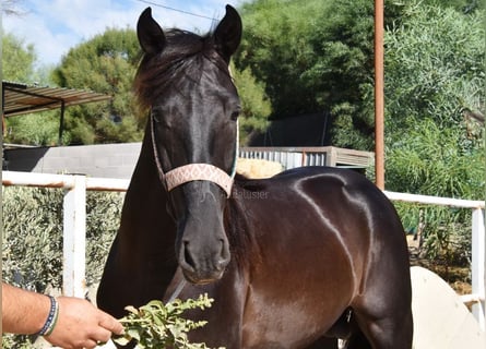 Andalusian, Stallion, 4 years, 15,2 hh, Black