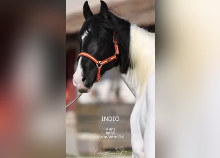 Andalusian, Stallion, 4 years, 15,2 hh, Tobiano-all-colors