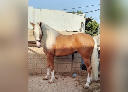 Andalusian, Stallion, 4 years, 15,3 hh, Palomino