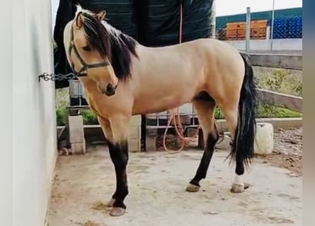 Andalusian, Stallion, 4 years, 16.1 hh, Buckskin