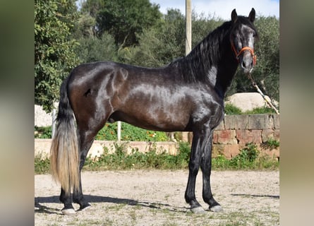 Andalusian, Stallion, 4 years, 16.1 hh, Gray