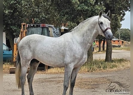 Andalusier, Hengst, 4 Jahre, 16,1 hh, Schimmel