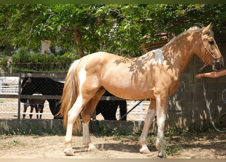 Andalusian, Stallion, 4 years, 16.1 hh, Pinto