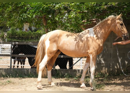 Andalusian, Stallion, 4 years, 16,1 hh, Pinto